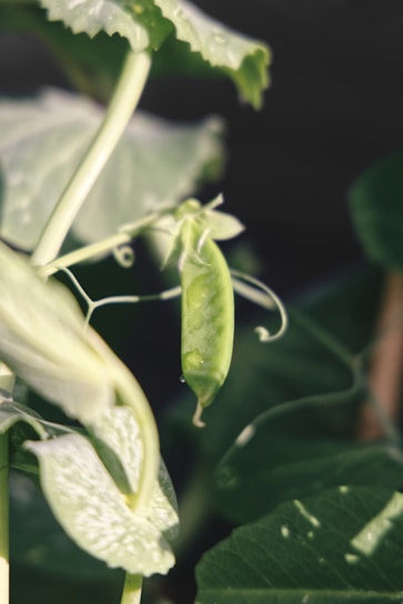 Close-up photo of ripe Pisum sativum pods nestled in leafy green vines.