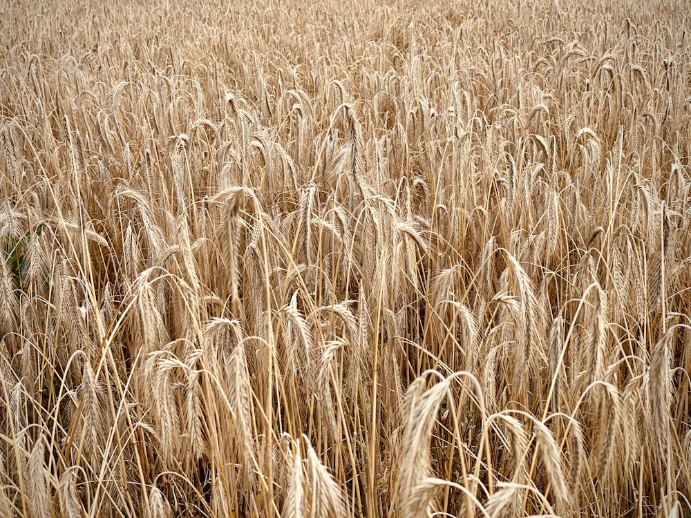 campo di grano bruno durante il giorno