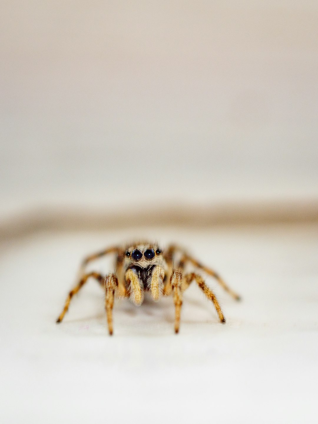 brown and black spider on white surface