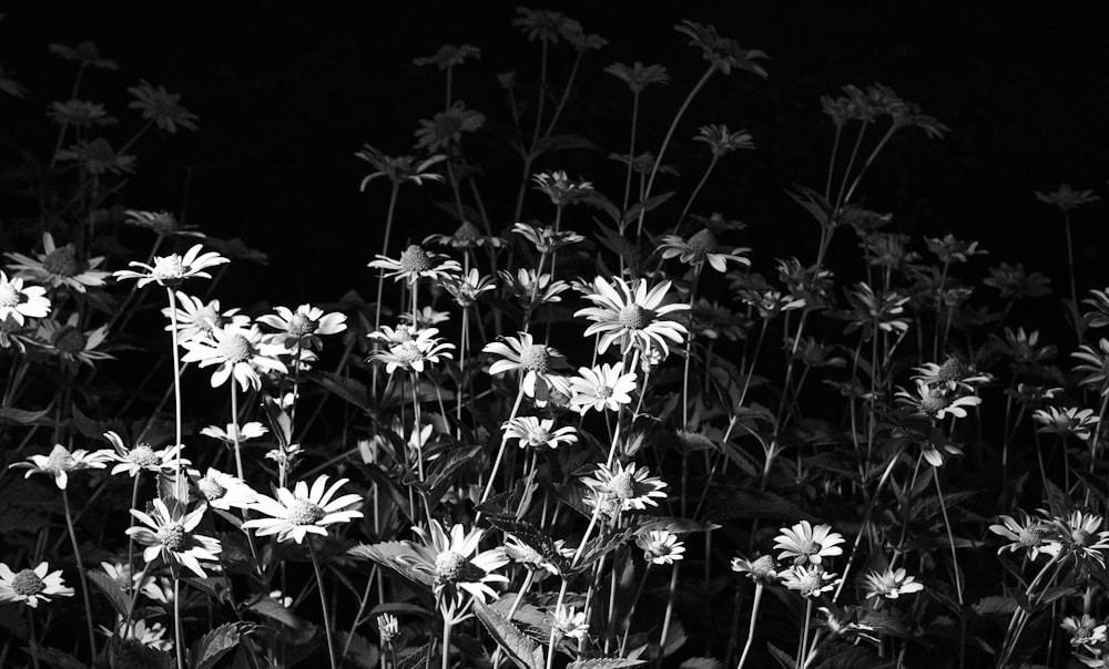 white and black flowers with green leaves