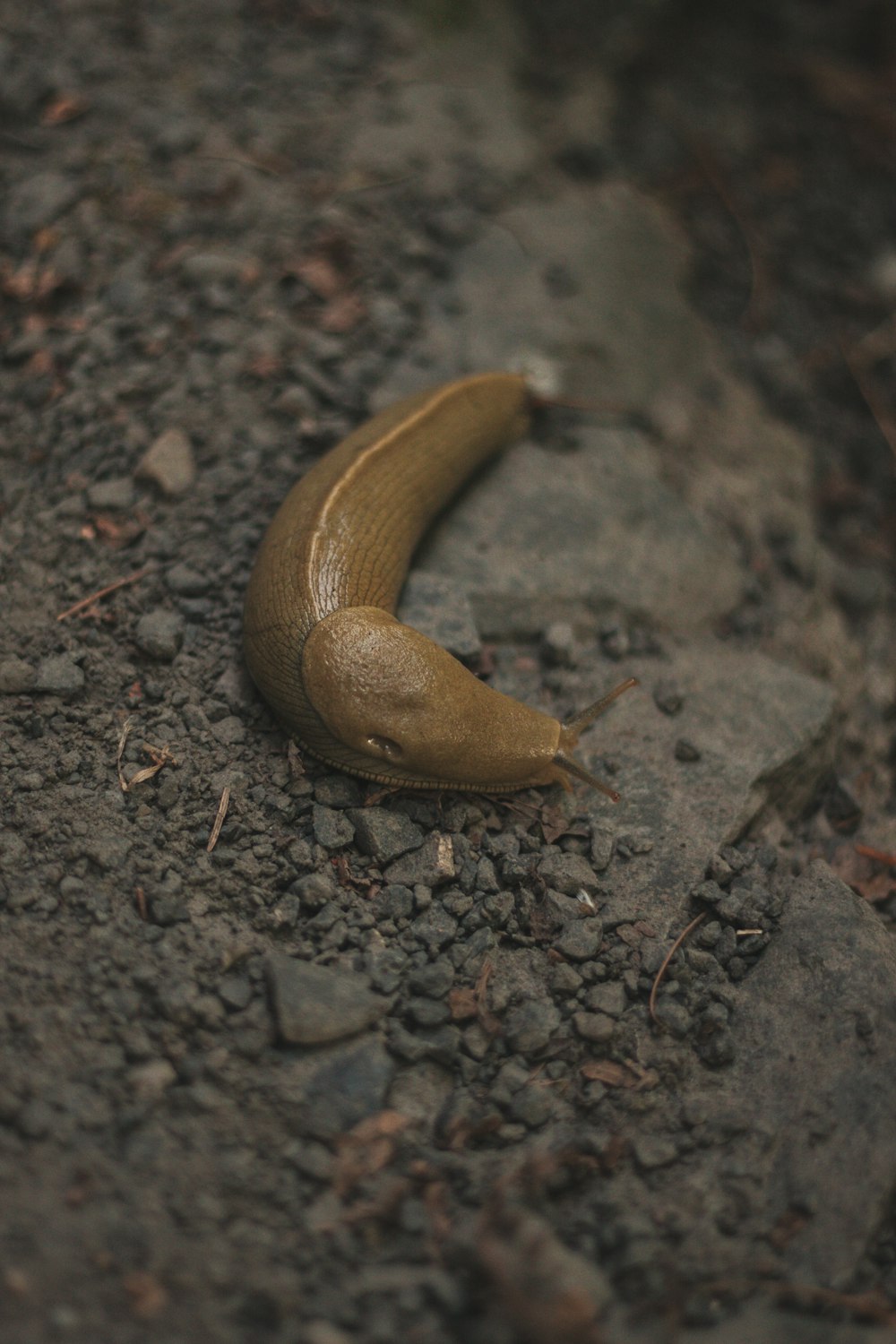 brown snail on gray ground