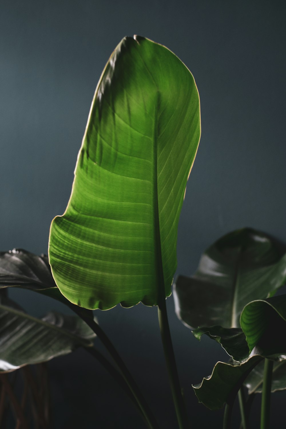 green leaf in close up photography