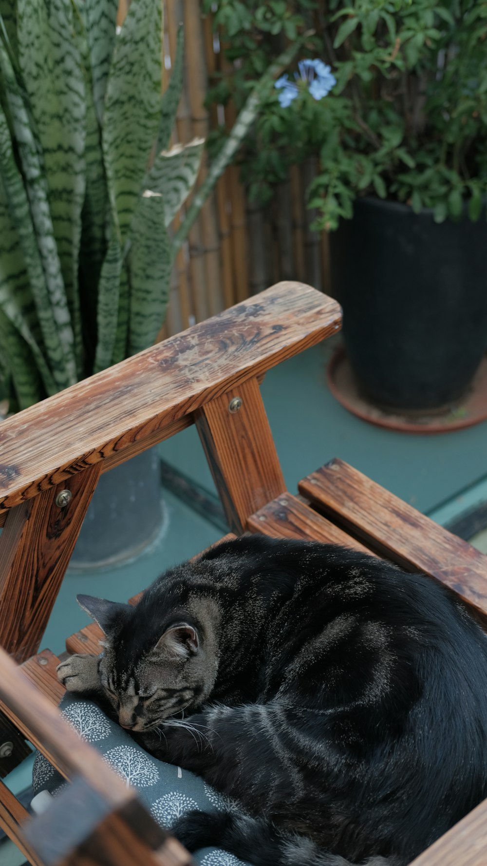 black and white cat on brown wooden table