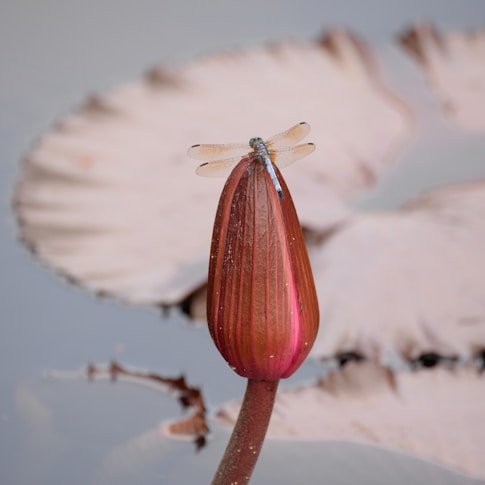 dragonfly sitting on waterlily during a gray day