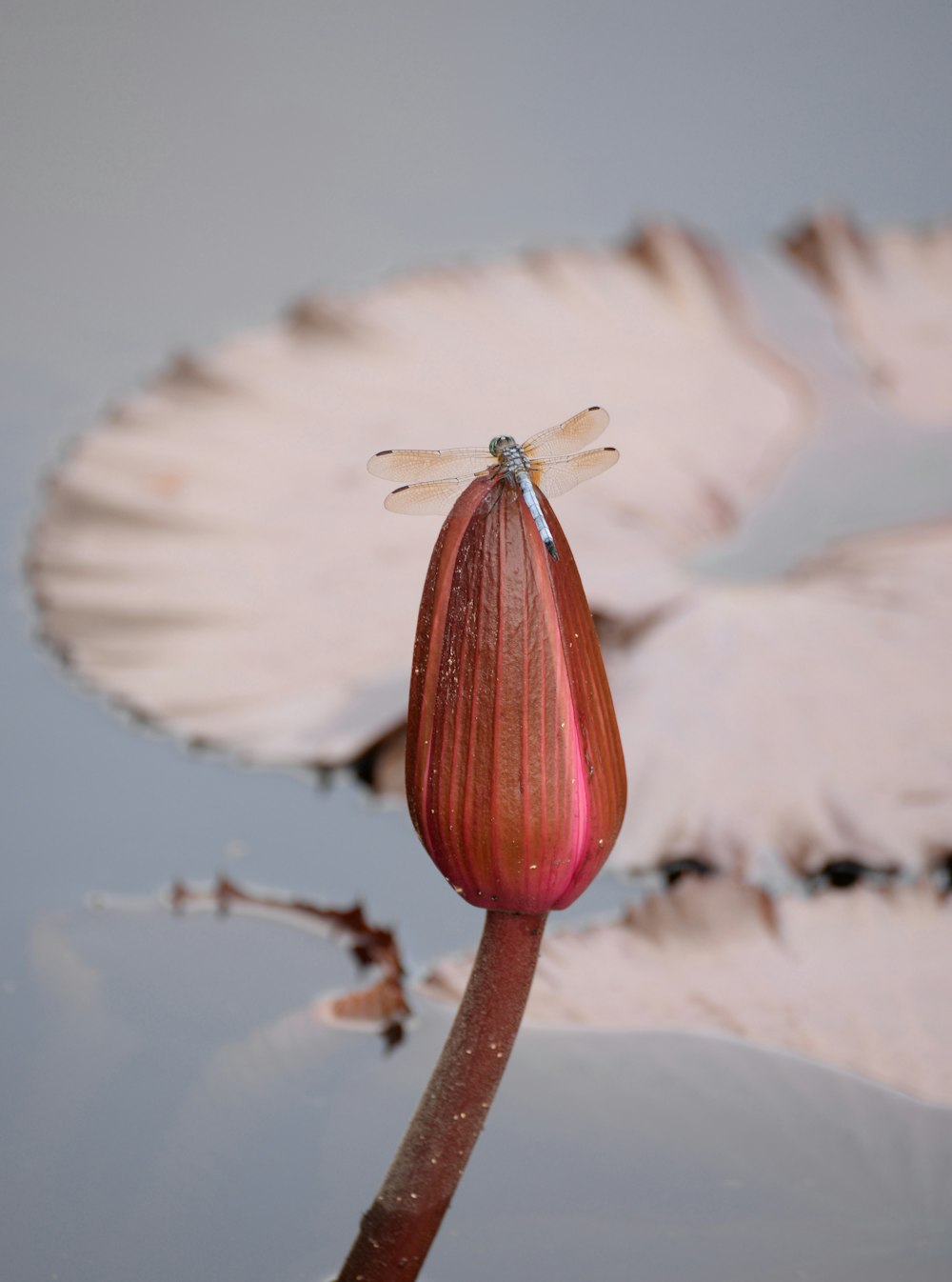 white and pink flower in close up photography