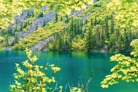 green trees beside river during daytime in Lindeman Lake Canada