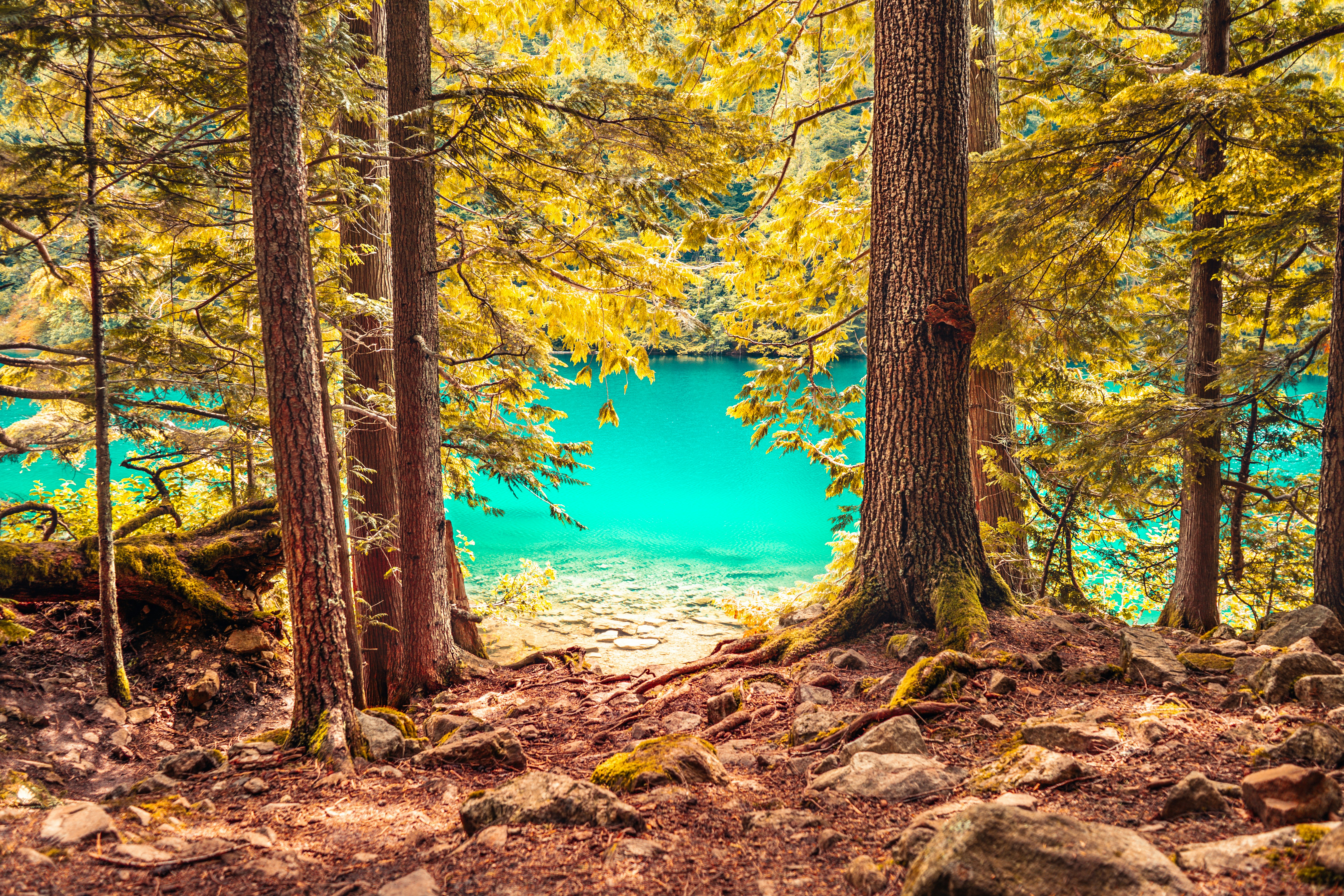 blue lake between brown trees during daytime