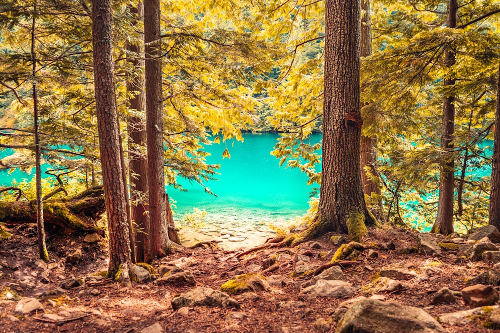 Blauer See tagsüber zwischen braunen Bäumen