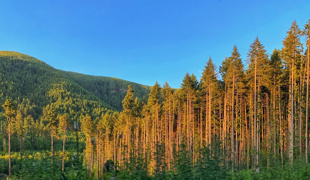 Tropical and subtropical coniferous forests photo spot 11067–11213 Youbou Rd Cumberland