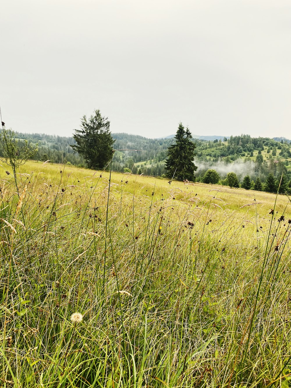 green grass field during daytime