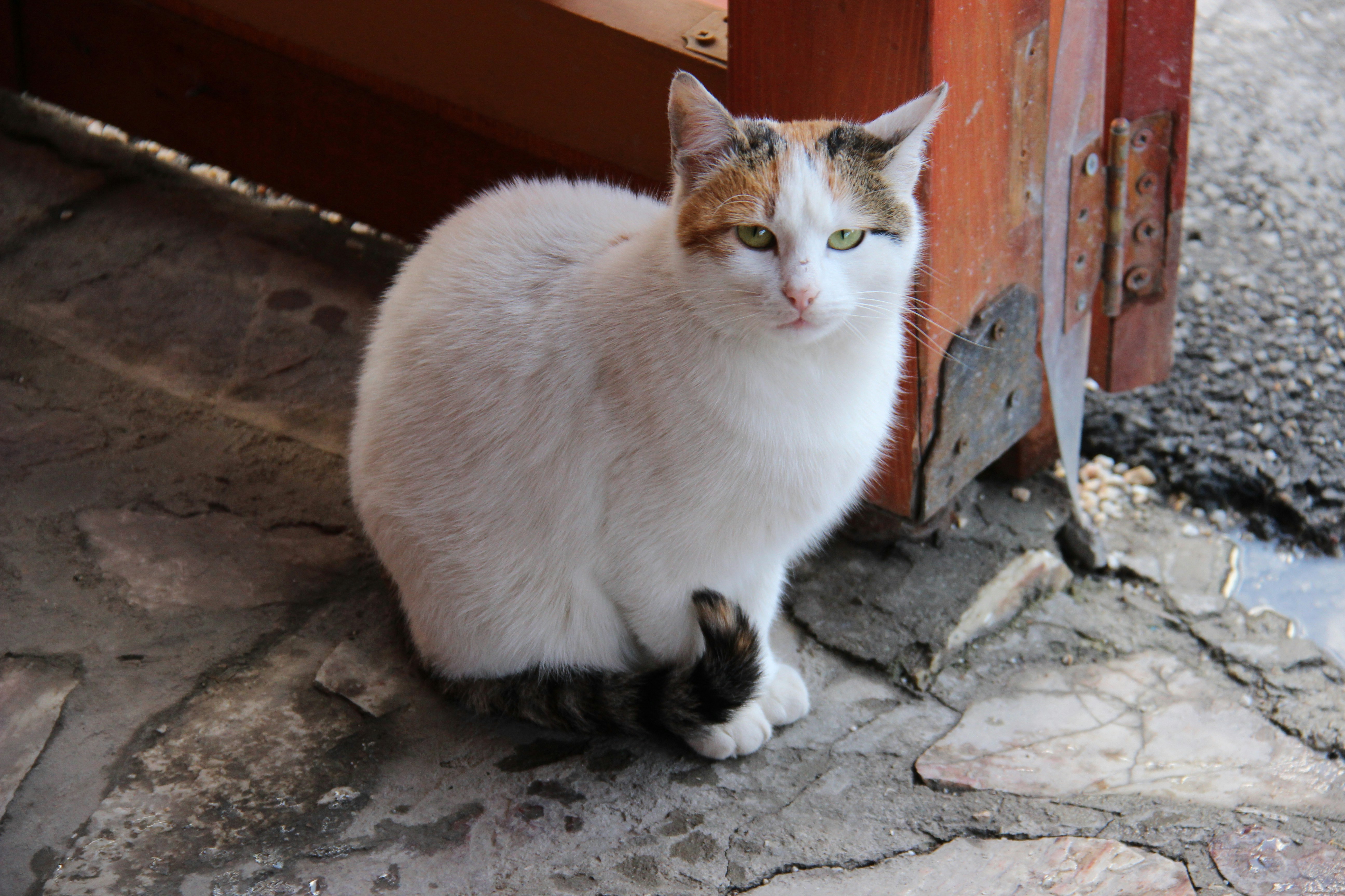 Photo by shalevcohen