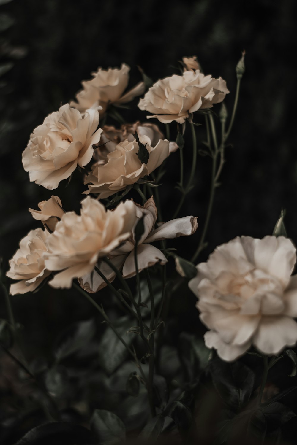 white flowers in tilt shift lens