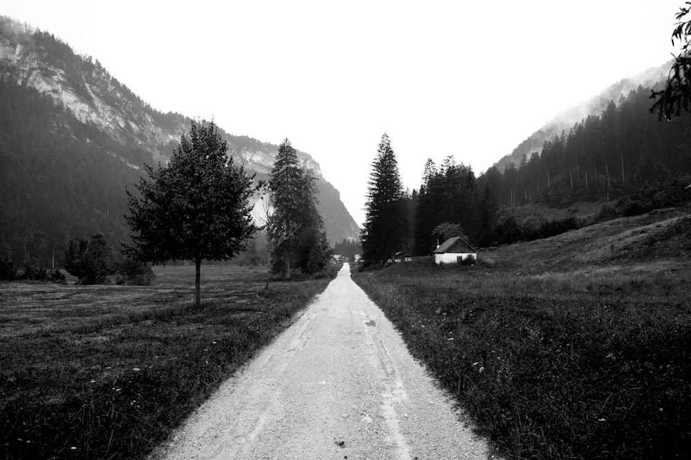 grayscale photo of road between trees