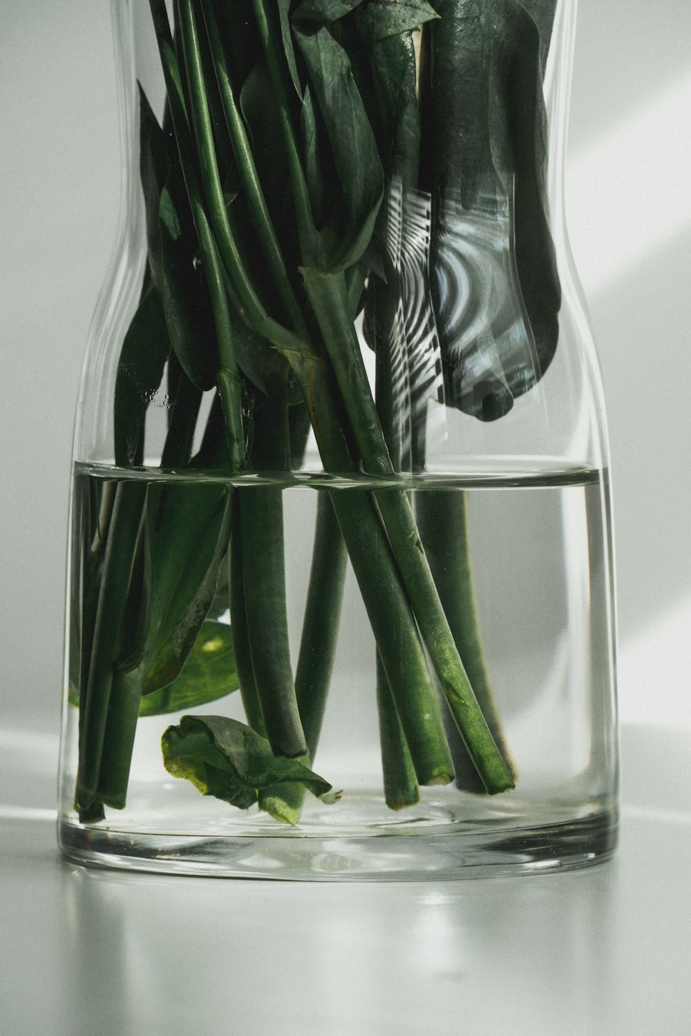 green plant on clear glass vase
