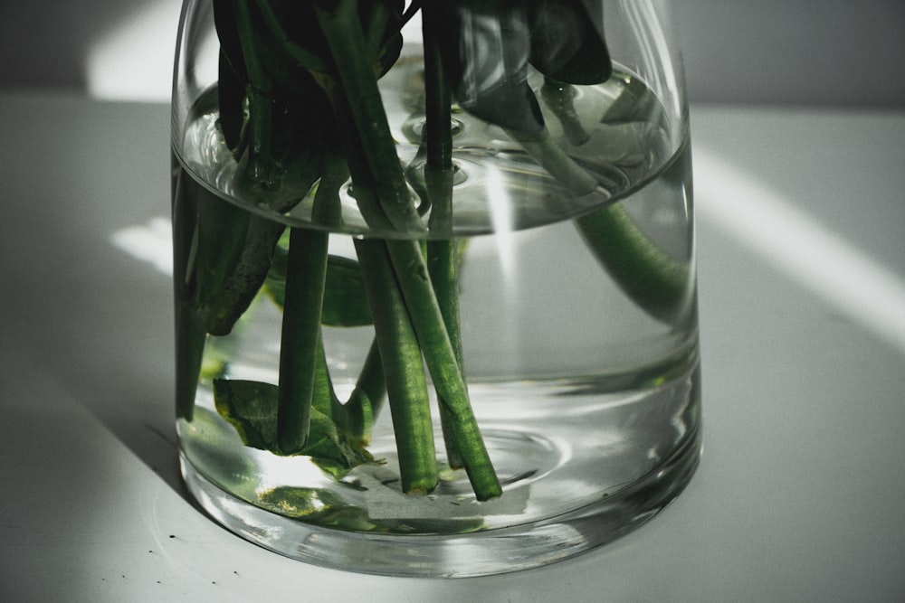 green plant in clear glass vase