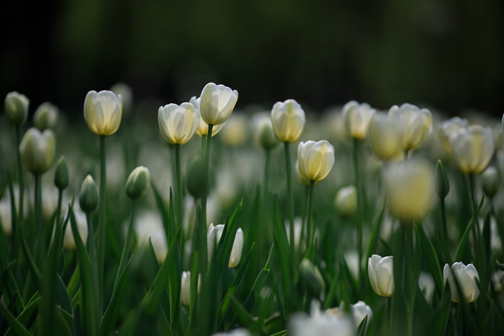 Tulipes blanches en fleurs pendant la journée