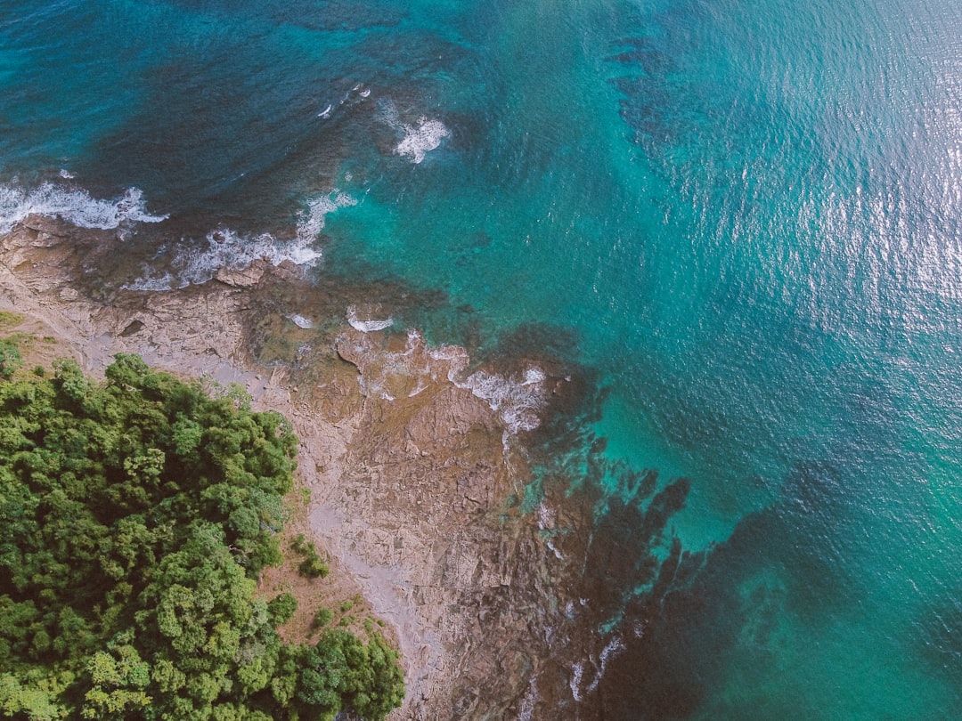 green trees beside blue sea during daytime