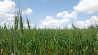 A vibrant field of organic wheat swaying gently under a clear blue sky, with a farmer tending to the crops using traditional methods.