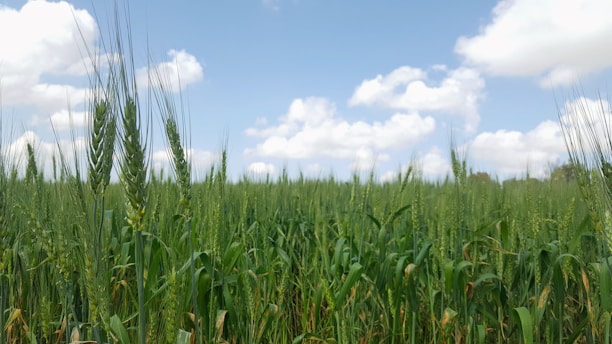 A vibrant field of organic wheat swaying gently under a clear blue sky, with a farmer tending to the crops using traditional methods.