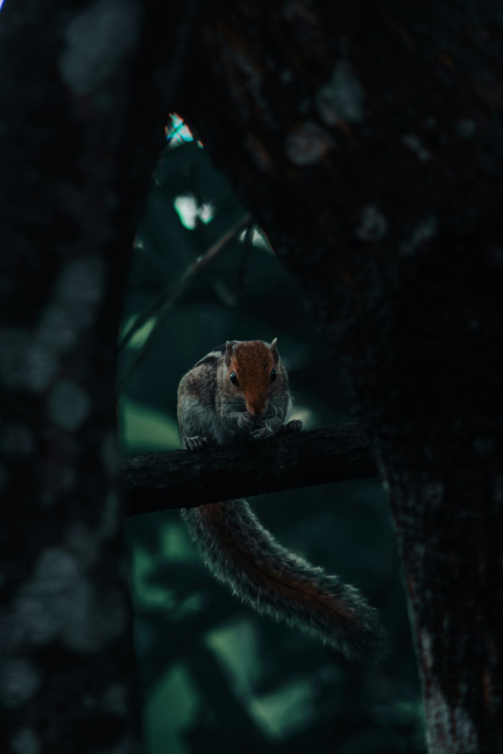 brown squirrel on tree branch