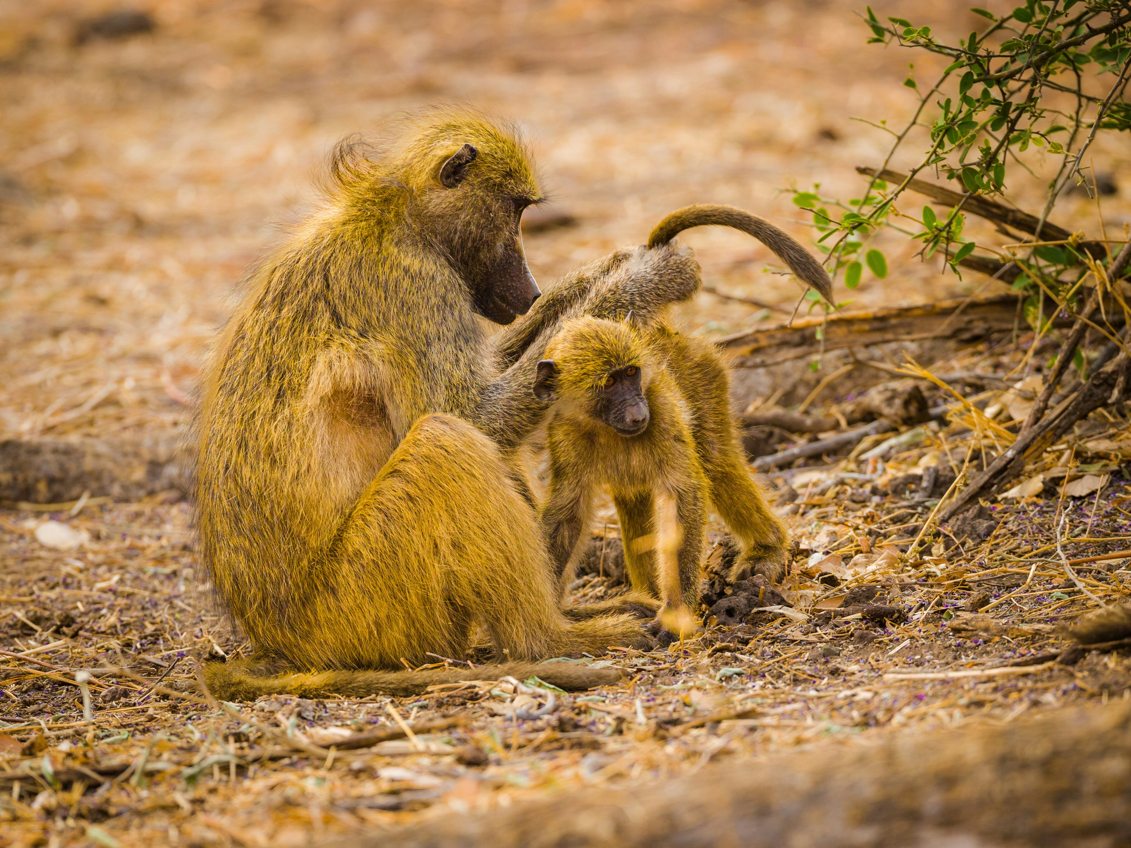 Baboon mother grooming its young