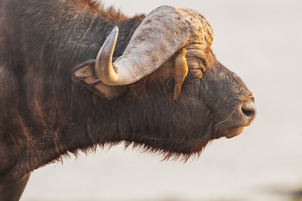 black animal with horn on mouth