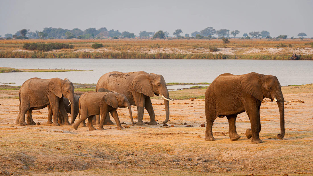 A herd of elephants walking along the water's edge in the Okavango Delta, Botswana