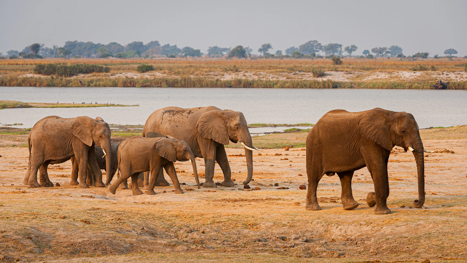 Elephants on the floodplain by the river — Chobe, Botswana