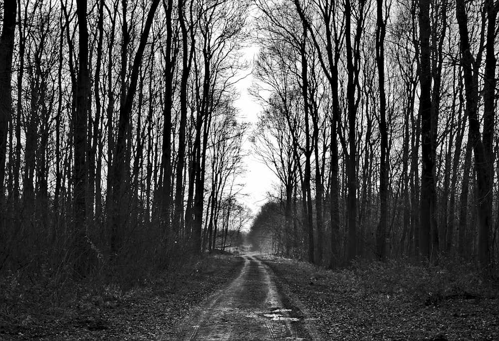 pathway between bare trees during daytime