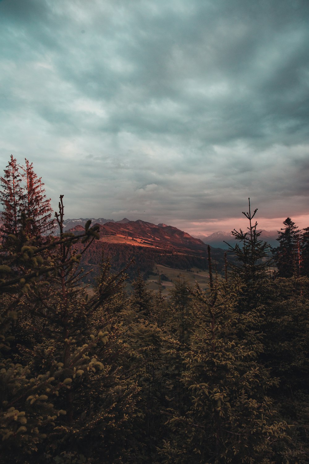 green trees on brown field under cloudy sky during daytime