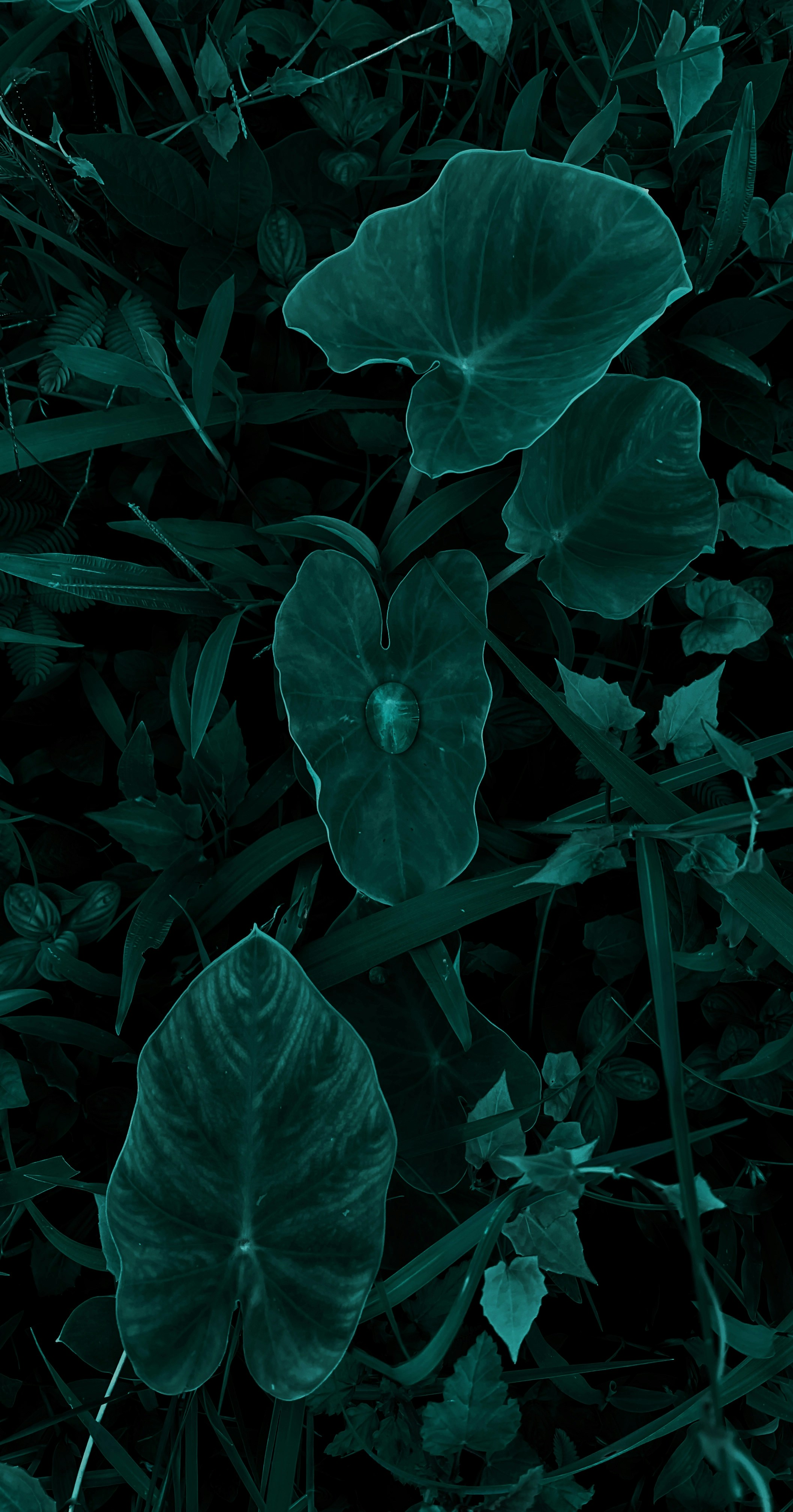 Photo by deepakhnath