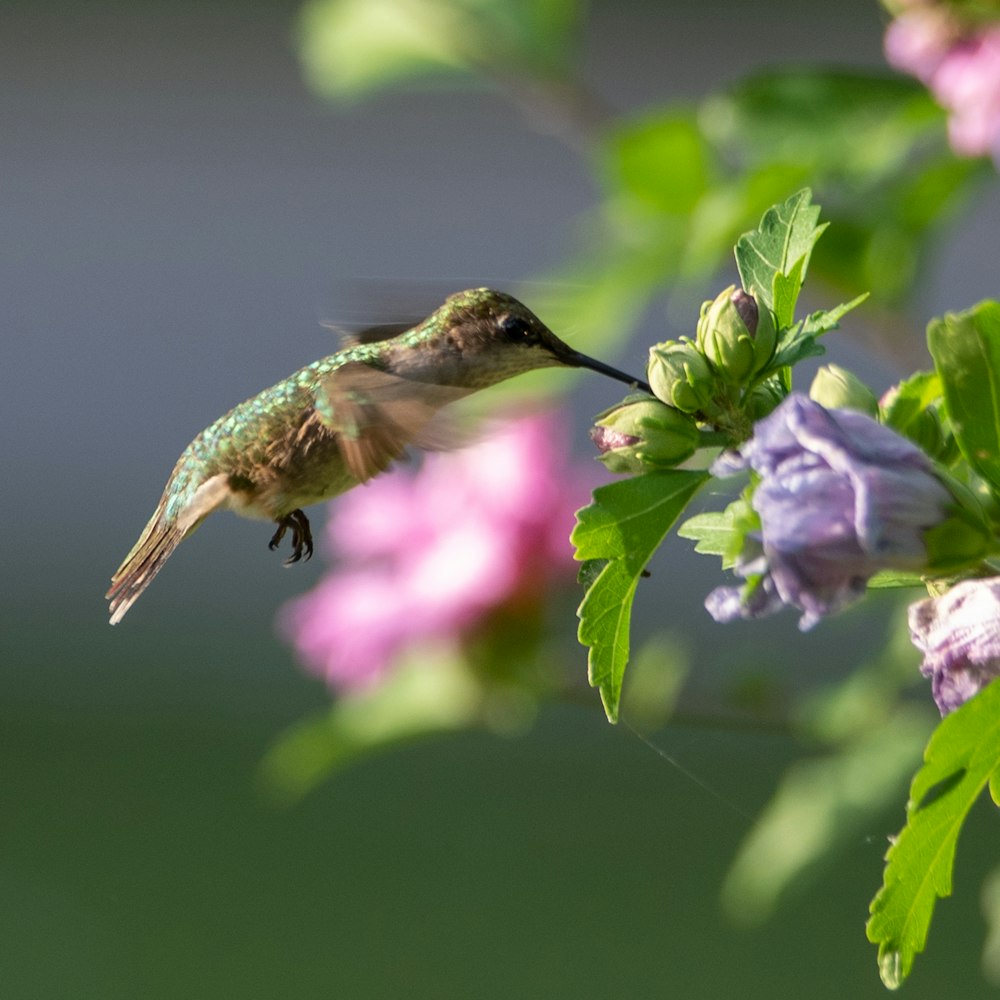 beija-flor marrom voando sobre a flor roxa