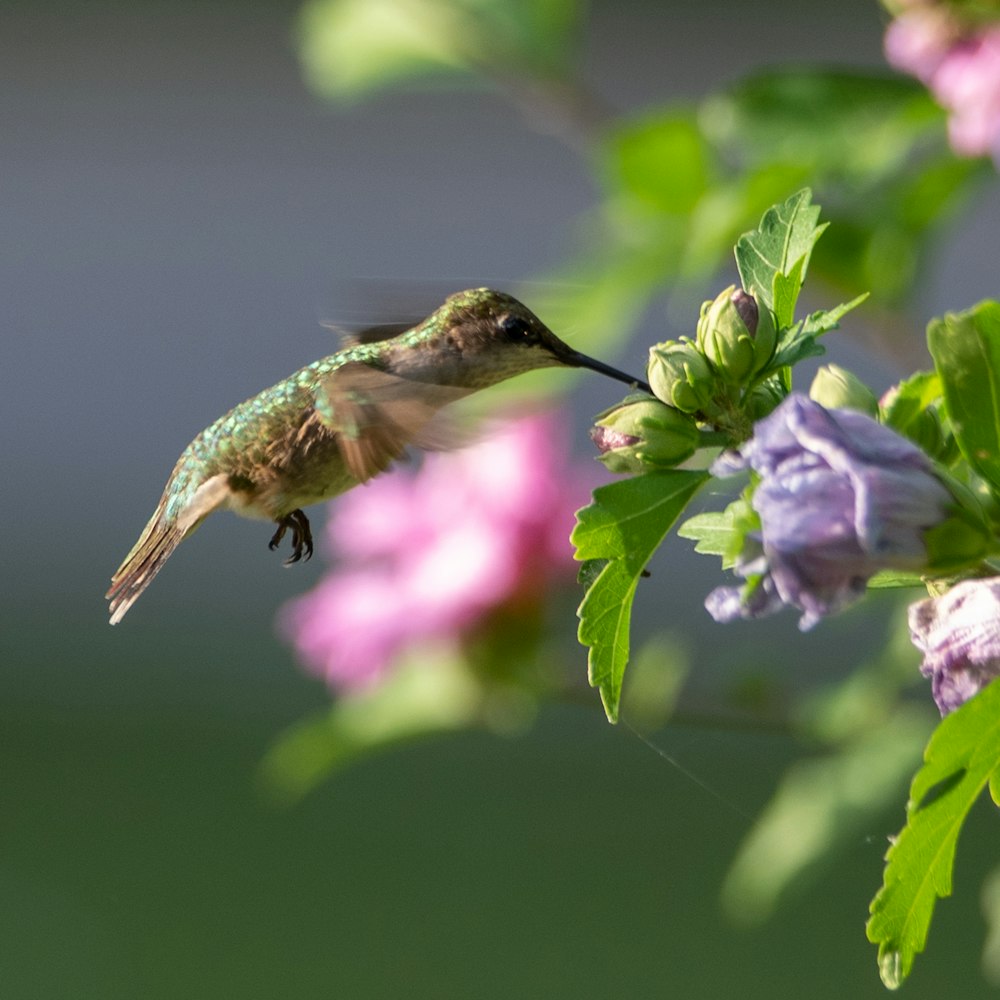 brown humming bird flying over purple flower