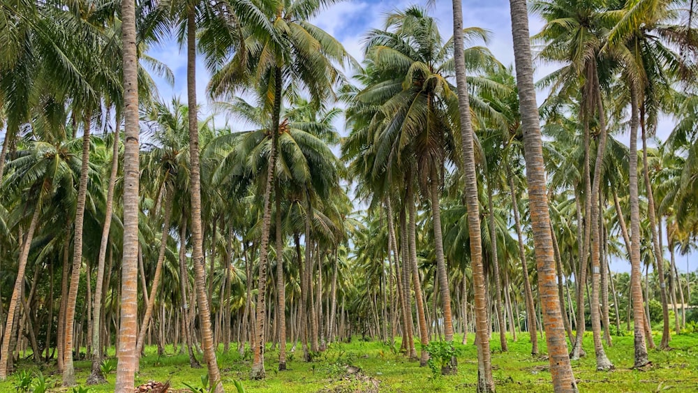a forest filled with lots of palm trees