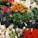 A variety of colorful flower bouquets arranged together prominently. Several types of flowers including red roses, white lilies, orange Birds of Paradise, and pink and red flowers are visible. Black price tags with the label 'Smycka' and prices in Rp currency are placed among the flowers.