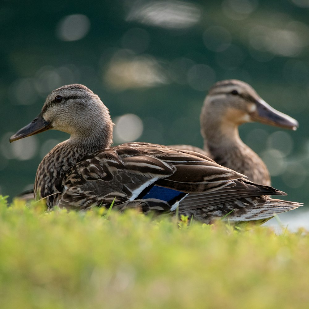 Braune und schwarze Ente auf grünem Gras tagsüber