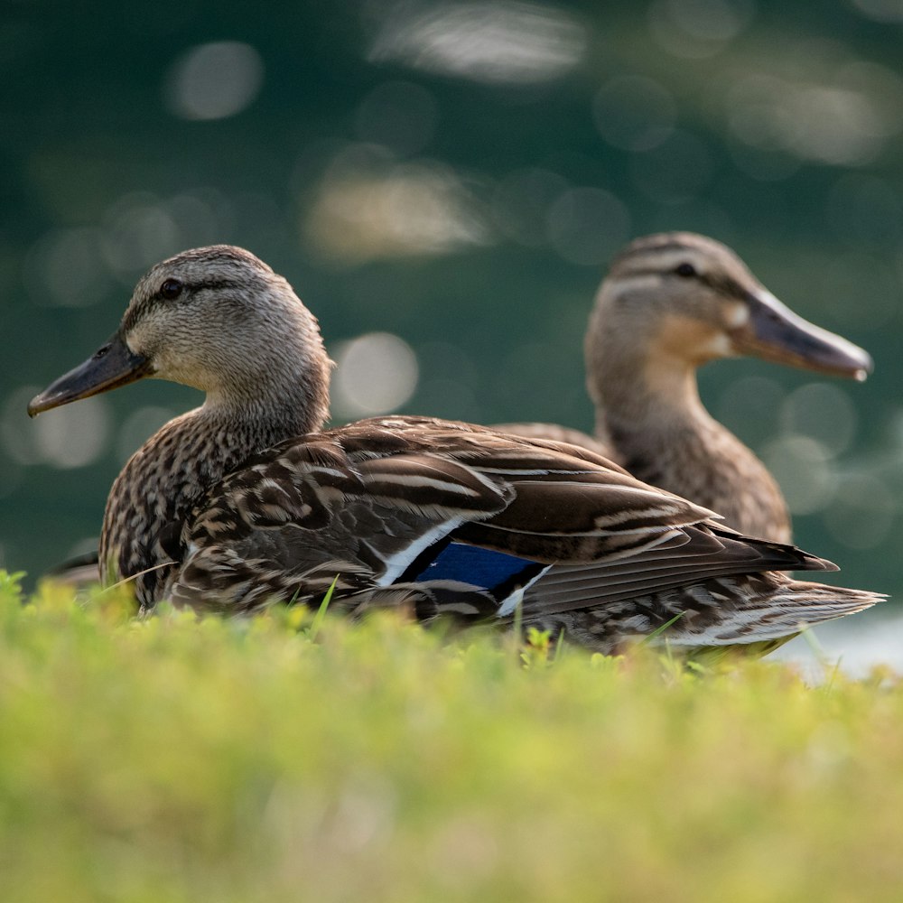 brown and black duck on green grass during daytime