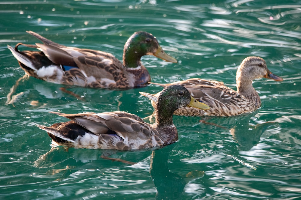 brown and black duck on water during daytime