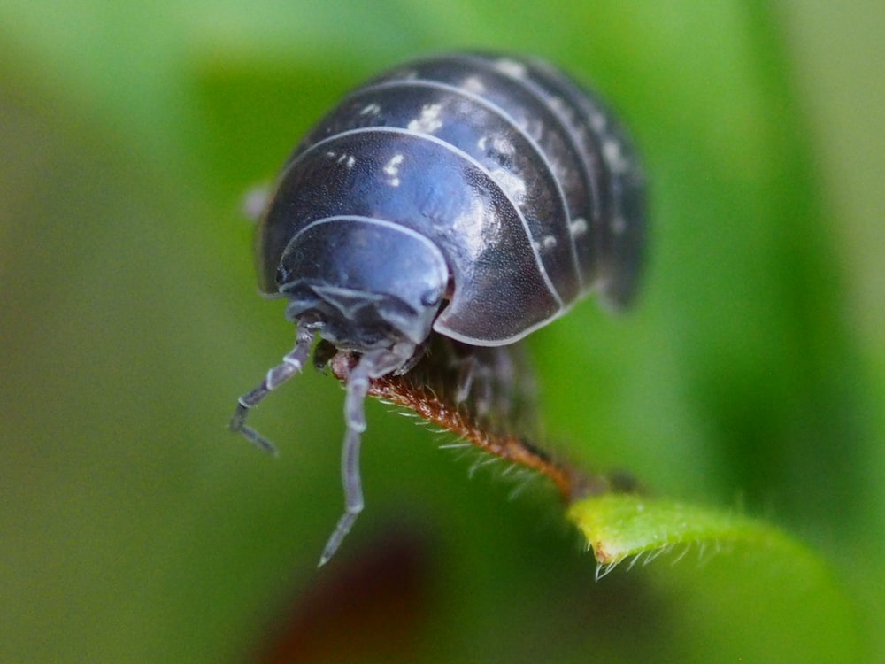 black and white striped beetle on green leaf