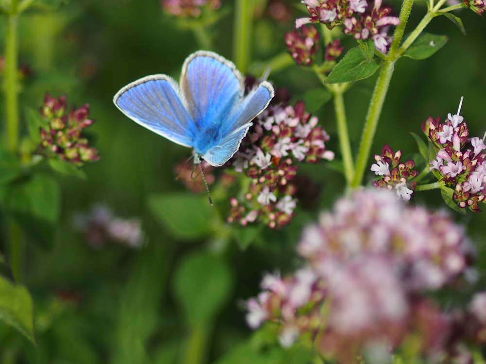 Blauer Schmetterling sitzt tagsüber auf lila Blume in Nahaufnahmen
