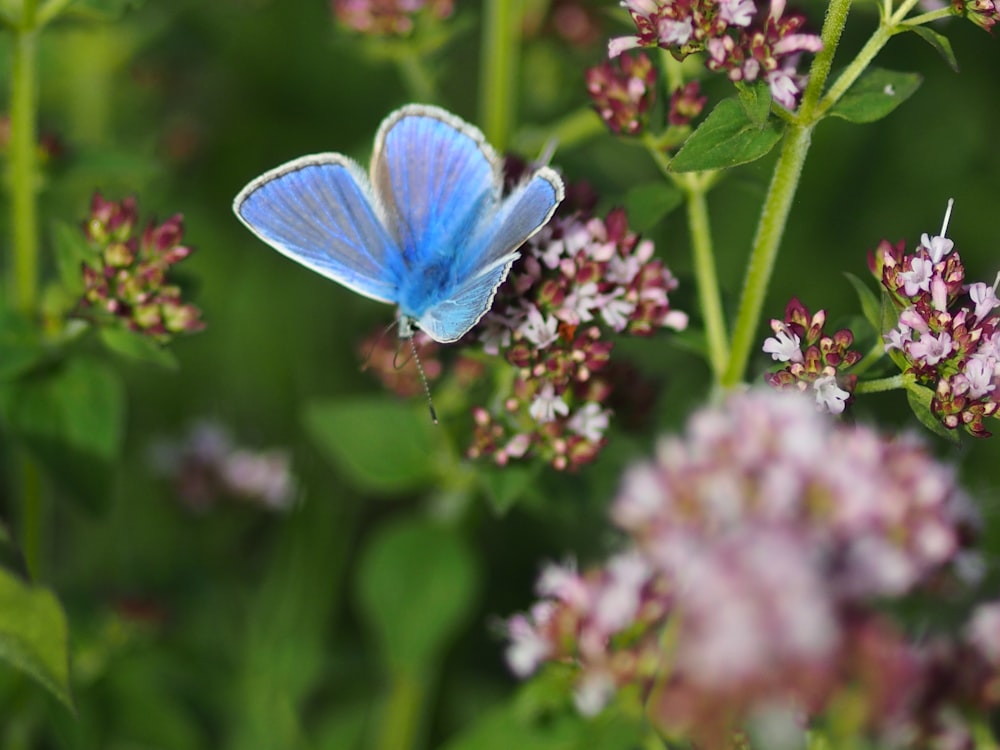 blue butterfly perched on purple flower in close up photography during daytime