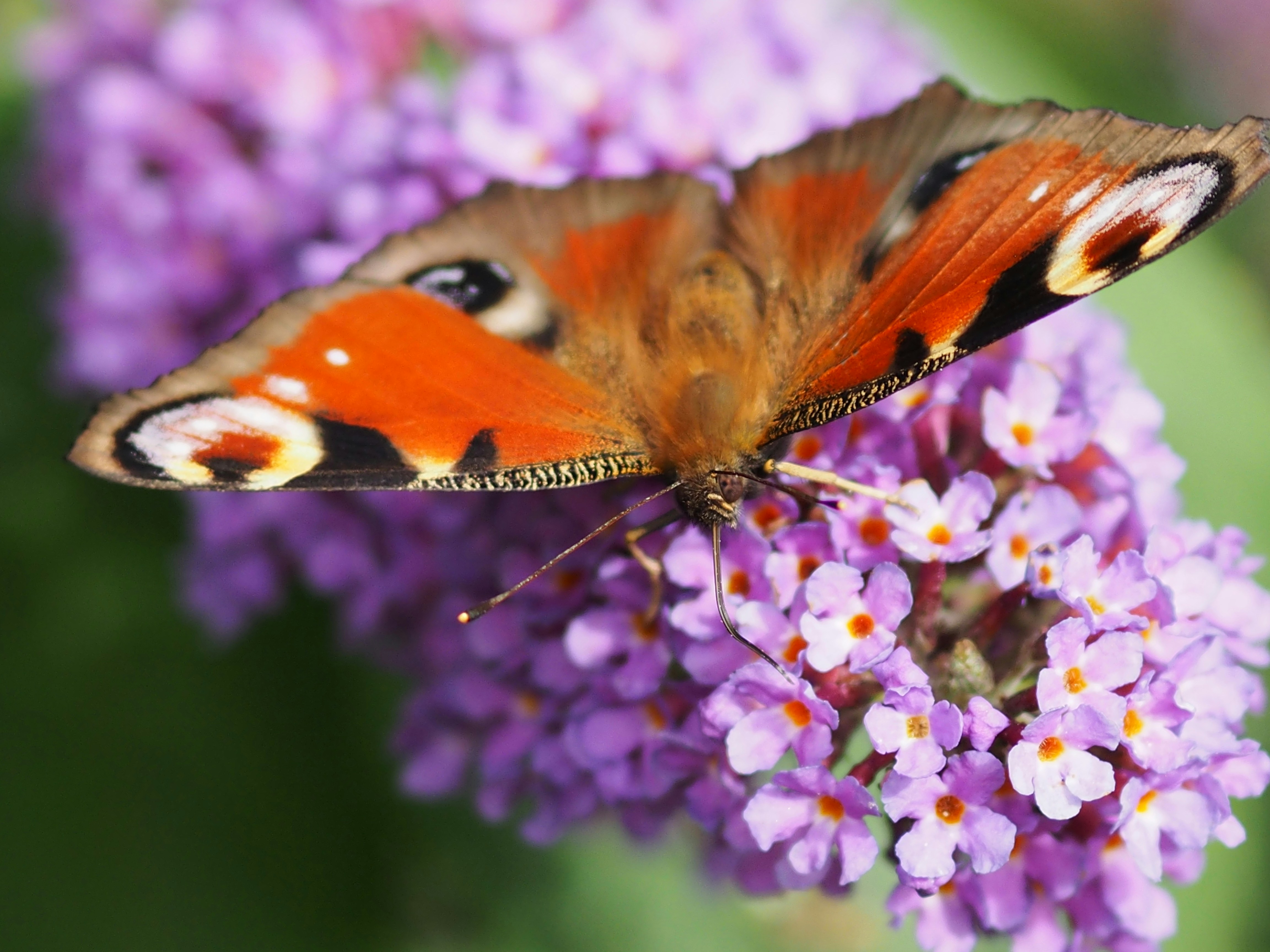 Photo by boarderbloke