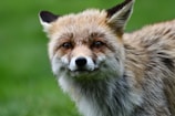 A close-up shot of a vibrant red fox peering through autumn leaves.