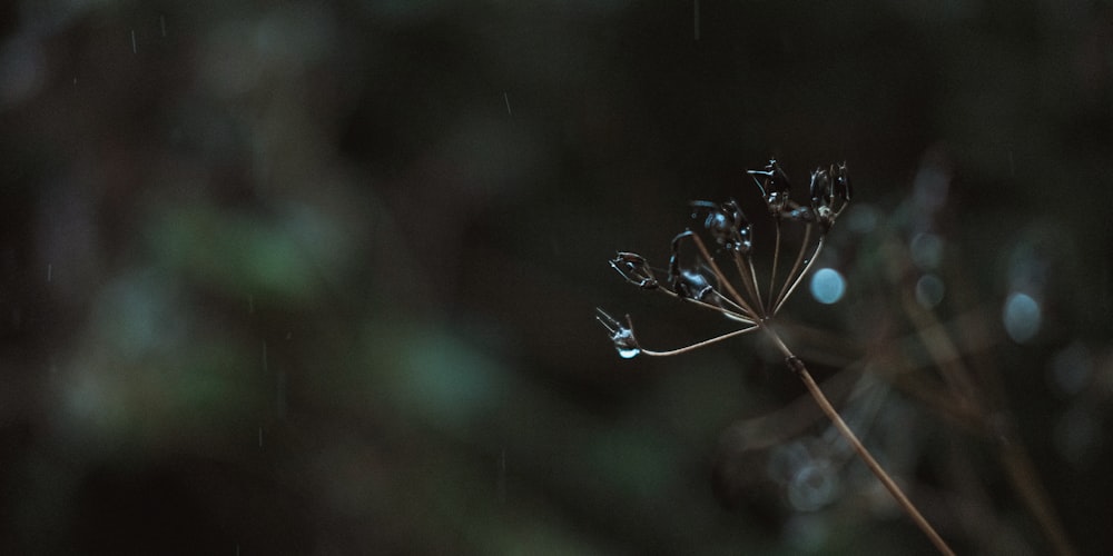 water droplets on brown plant stem in tilt shift lens