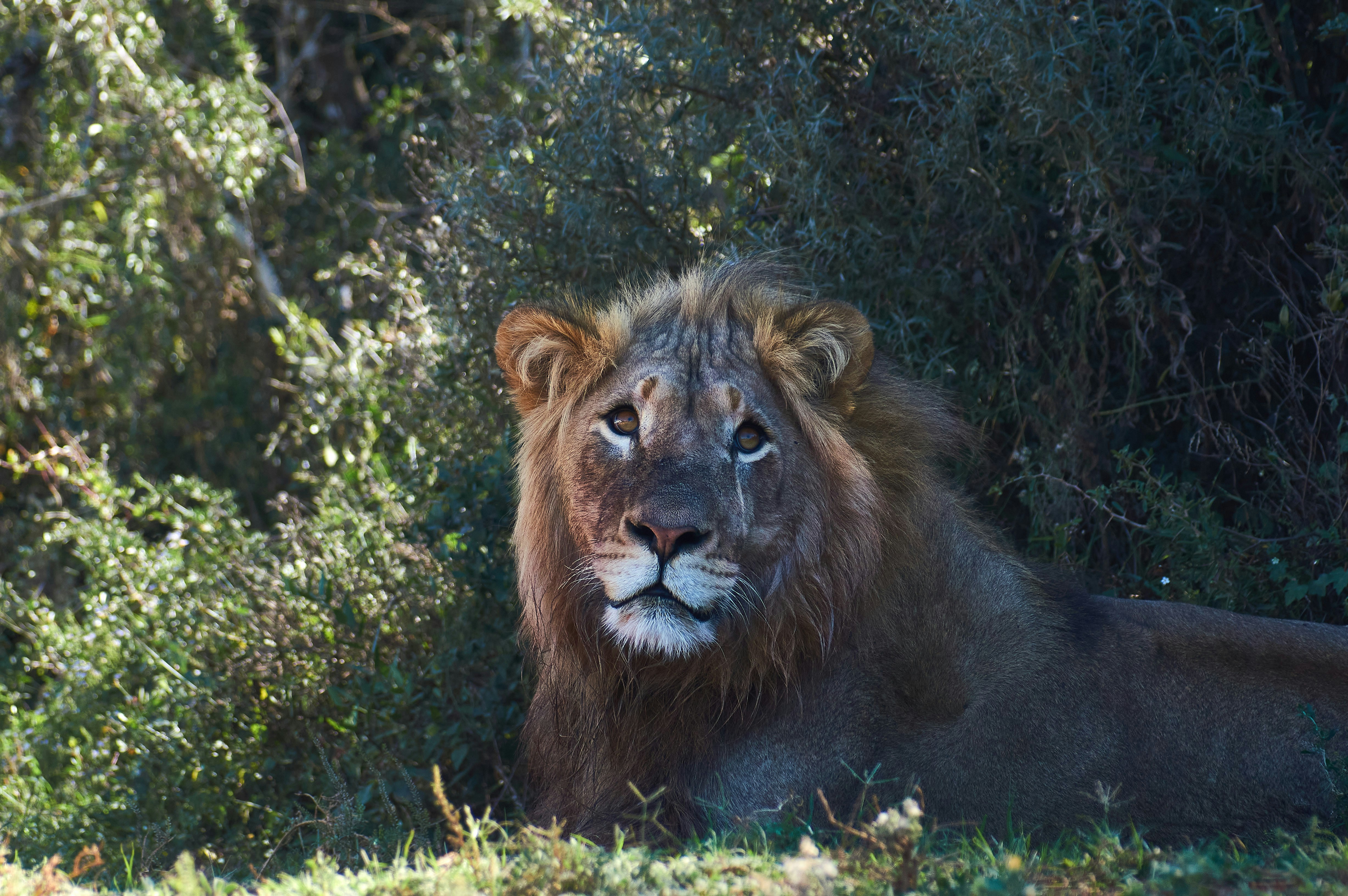 Leone Sdraiato Sull erba Verde Durante Il Giorno Photo Photo Gris 