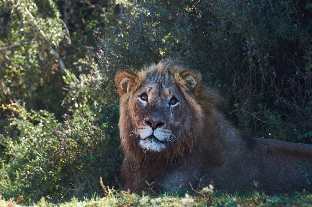 lion lying on green grass during daytime