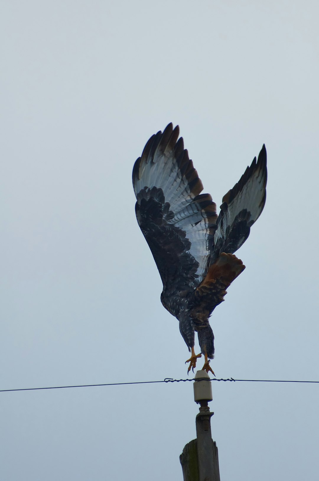 brown and black bird flying