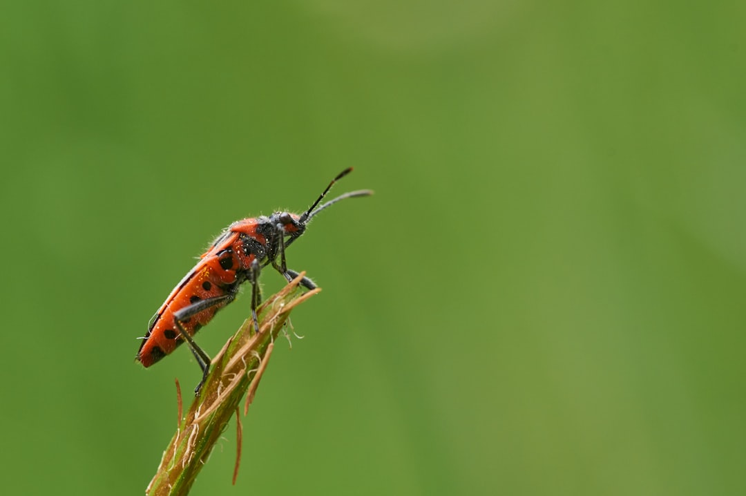 brown and black bug on green plant stem