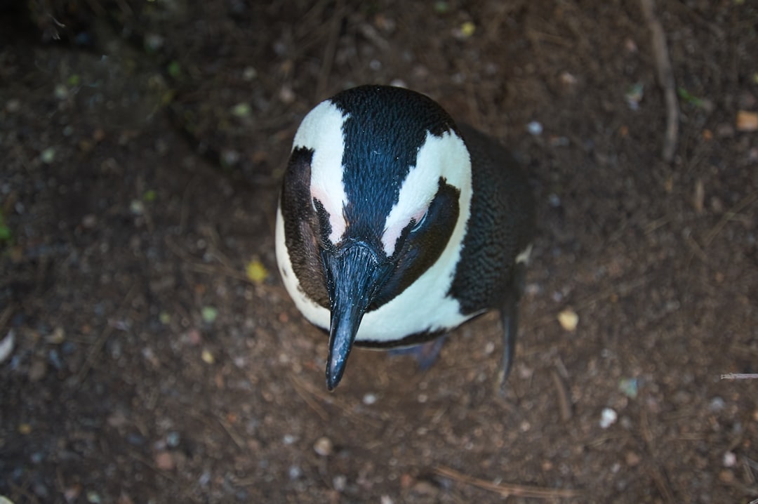 white and black penguin on brown soil