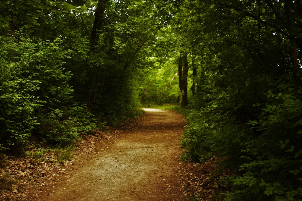 brown dirt road in between green trees during daytime